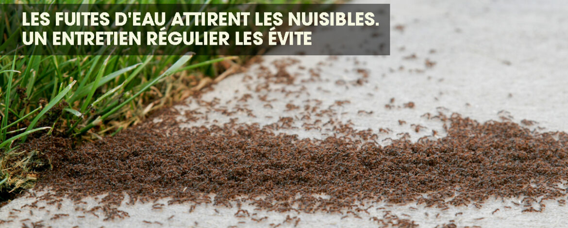 Un grand groupe de fourmis émergeant d'un jardin.