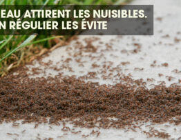 Un grand groupe de fourmis émergeant d'un jardin.